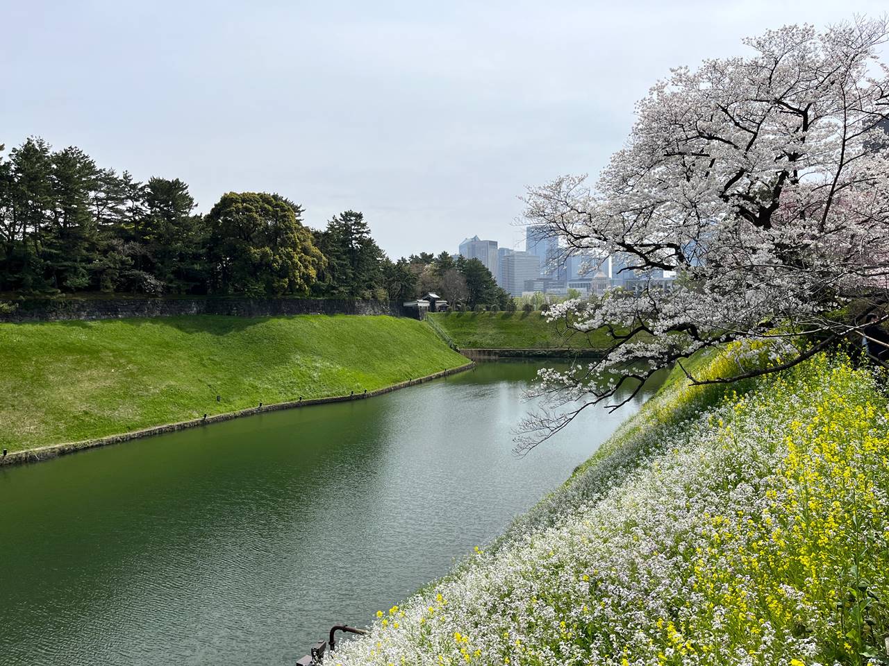 【東京】桜と菜の花の名所 千鳥ヶ淵公園 お花見ハイキング