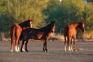 Horses SR600706 - C