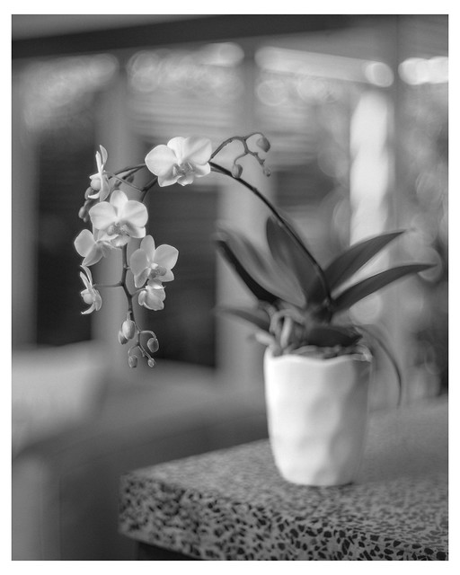 Phalaenopsis - Super Takumar 50mm f1.4 @ f1.4
