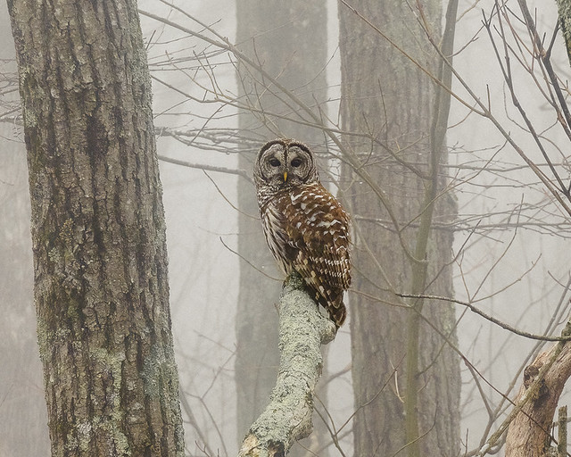Barred Owl on a foggy morning alongside Skyline Drive