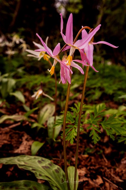 17-Fawn Lilies pink_8738