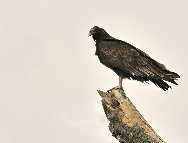 Vulture, Turkey Vulture