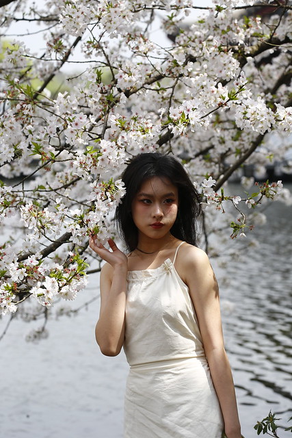 Beautiful girls under the sakura trees