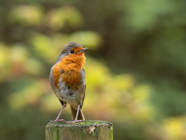 Territorial Robin