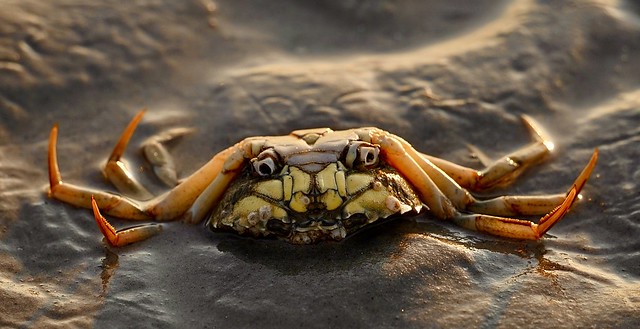 unheimliche Krabbe