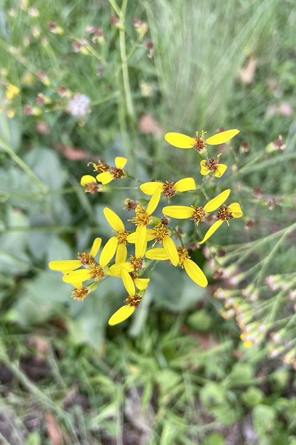 Senecio glaberrimus (Asteraceae)