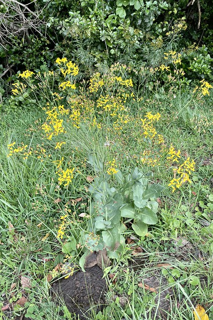 Senecio glaberrimus (Asteraceae)