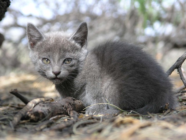 Wild Kitten; San Pedro River Valley, SE of San Manuel, AZ