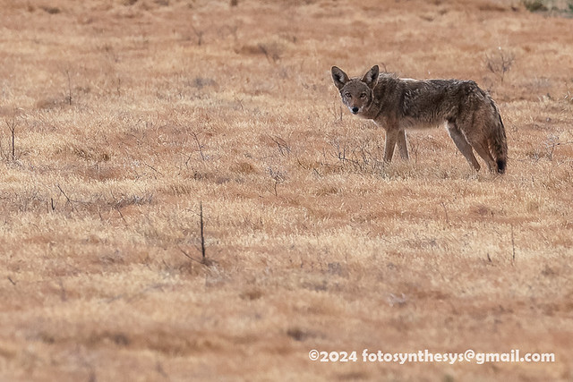 San Pedro Martir Coyote (Canis latrans clepticus) 1T1A9826