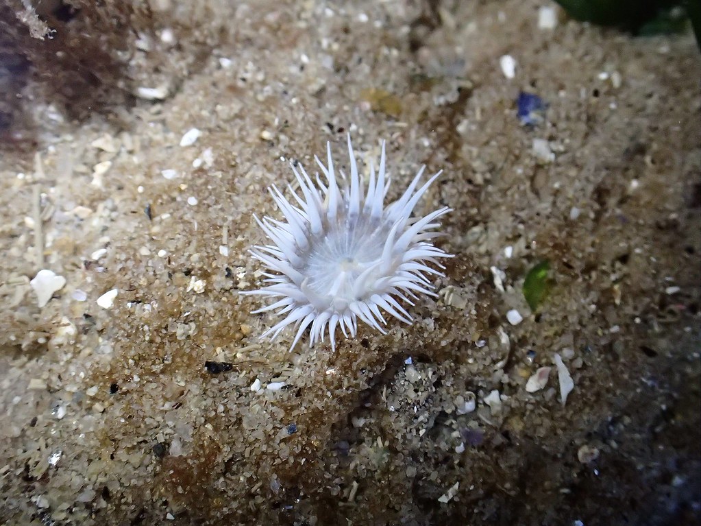 Actinothoe sphyrodeta - Anémone-Marguerite ou Marguerite de mer -  Daisy anemone or Sandalled anemone or Fried egg anemone - 11/03/24