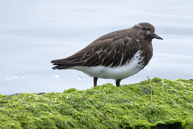 Black Turnstone, Lincoln Co., OR_5319(1)