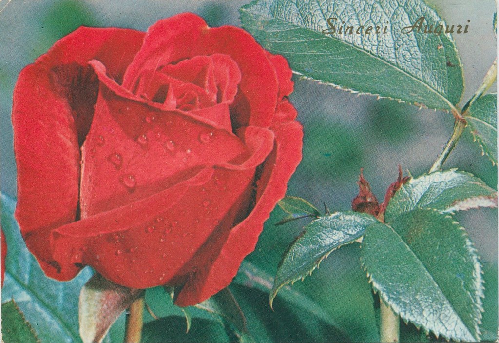 postcard - greeting card - flower - blumen - fiori - flors (2)