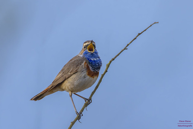 Blaukehlchen Männchen singt / Bluethroat male / Luscinia svecica