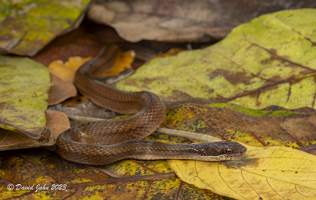 Brown Spotbelly Snake (Coniophane fissidens)