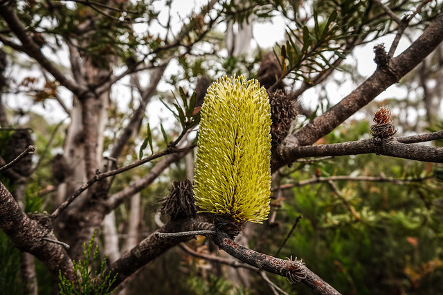 Silver banksia (Banksia marginata), Cape Hauy track, Tasman National Park, Tasmania