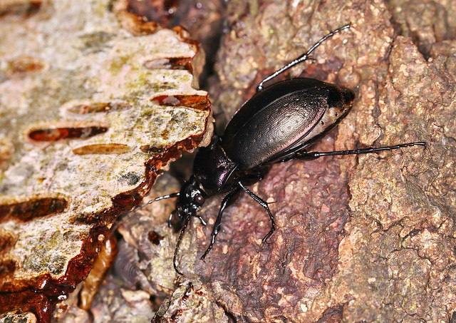 Kratløber (Bronze Ground Beetle / Carabus nemoralis)