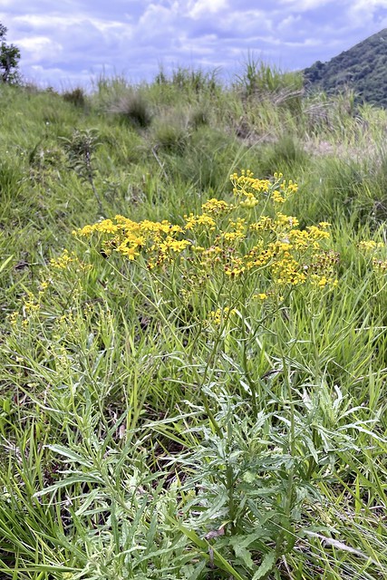 Senecio polyanthemoides (Asteraceae)