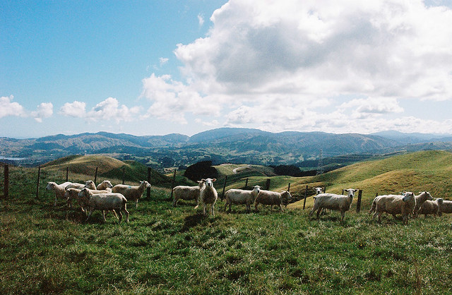 Classic New Zealand