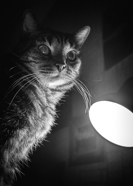 Cat an the lamp