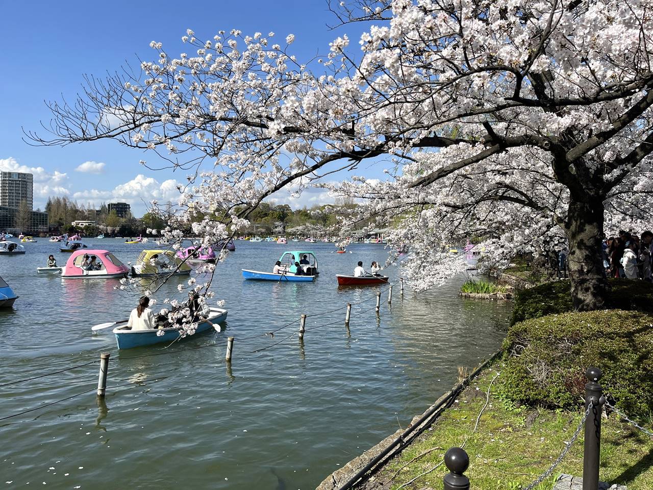 上野公園・不忍池の池のボートと桜 お花見ハイキング
