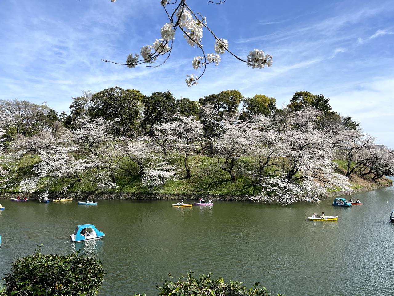 【東京】桜の名所 千鳥ヶ淵のお濠の池とボート お花見ハイキング