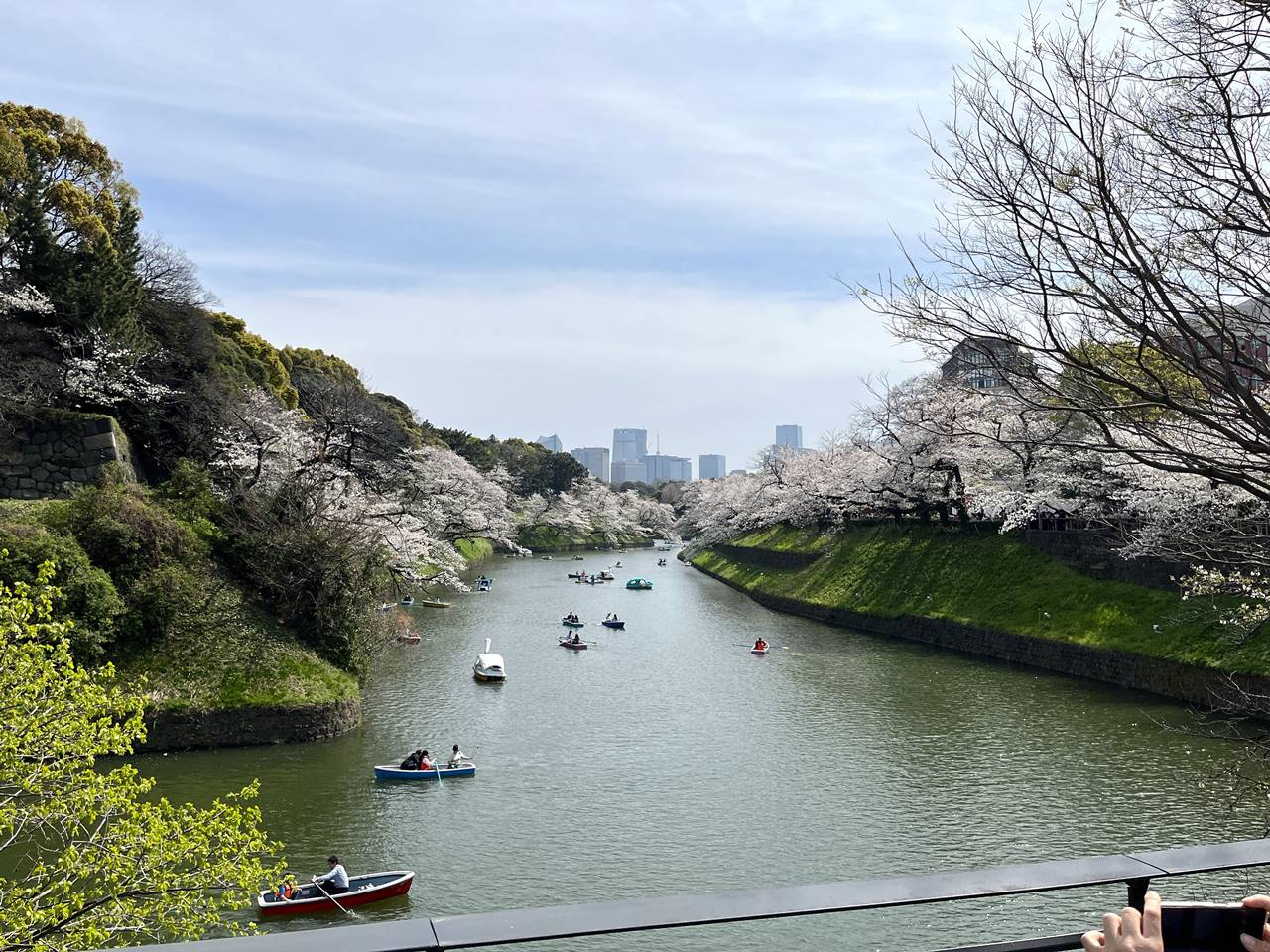 【東京】桜の名所 千鳥ヶ淵緑道からのお濠の池と桜の風景
