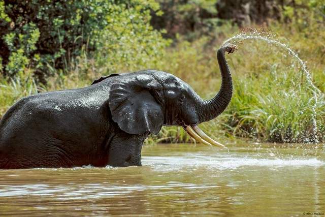 African Elephant (Loxodonta sp.) - bathing