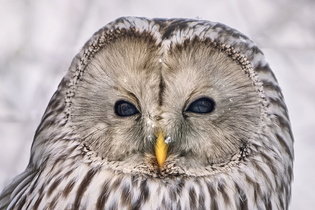 Ural owl close-up