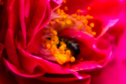 Honey bees diving deep in camellia flowers