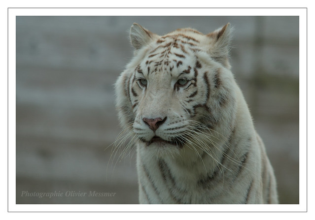 Tigre blanc - Panthera tigris