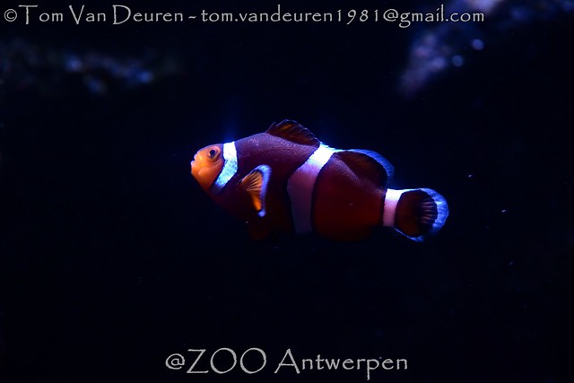 driebandanemoonvis - Amphiprion ocellaris - ocellaris clownfish