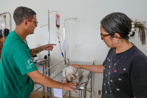 07/04/2024 - Doação de sangue no Serviço Veterinário Público salva a vida de pets