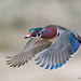 Wood duck on a mission