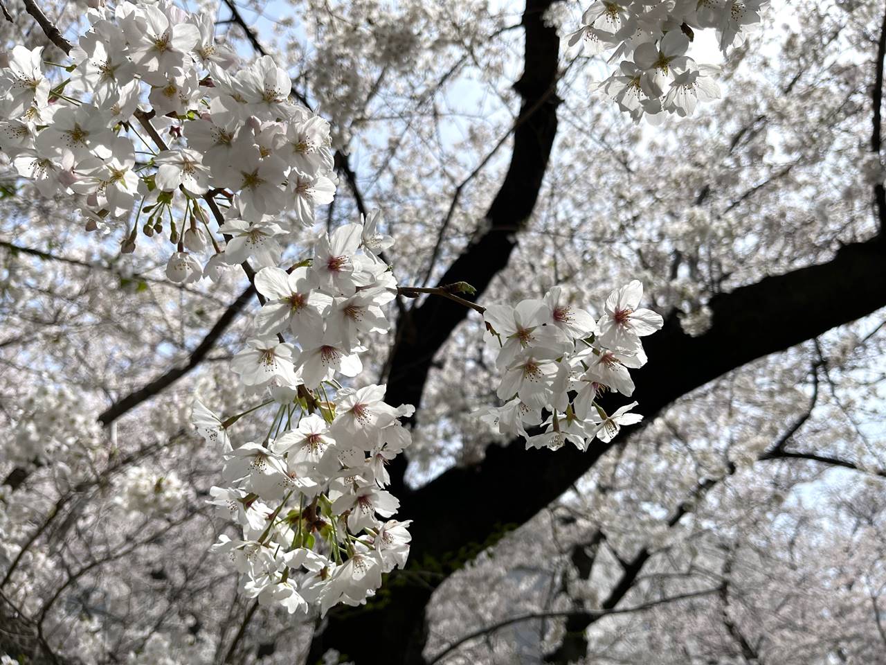 【東京】四ッ谷・ソフィア通りの満開の桜
