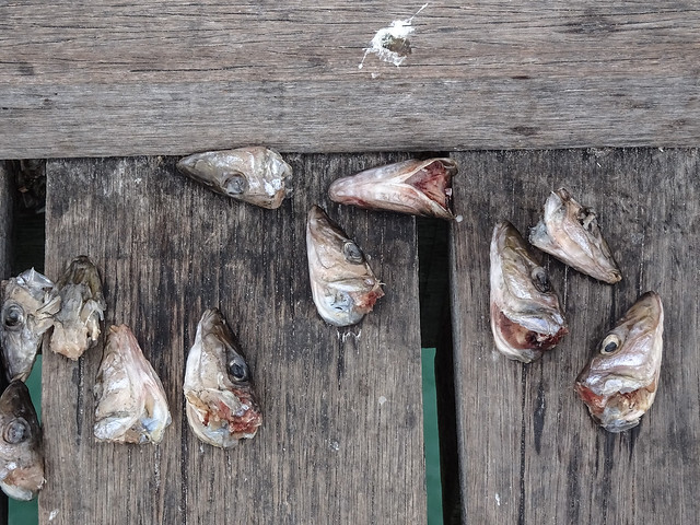 Discarded Fish Heads