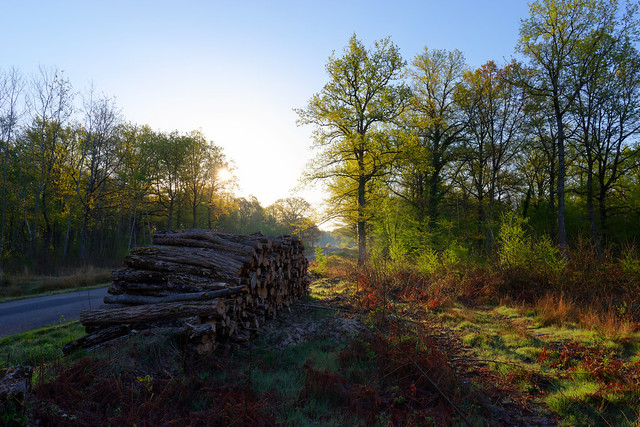 Forêt du Loiret