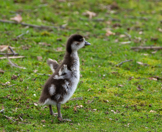 Egyptian Goose Gosling Standing Tall and Flapping Wings
