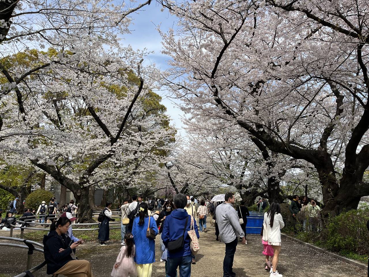 【東京】桜の名所 千鳥ヶ淵～上野公園・不忍池 お花見ハイキング