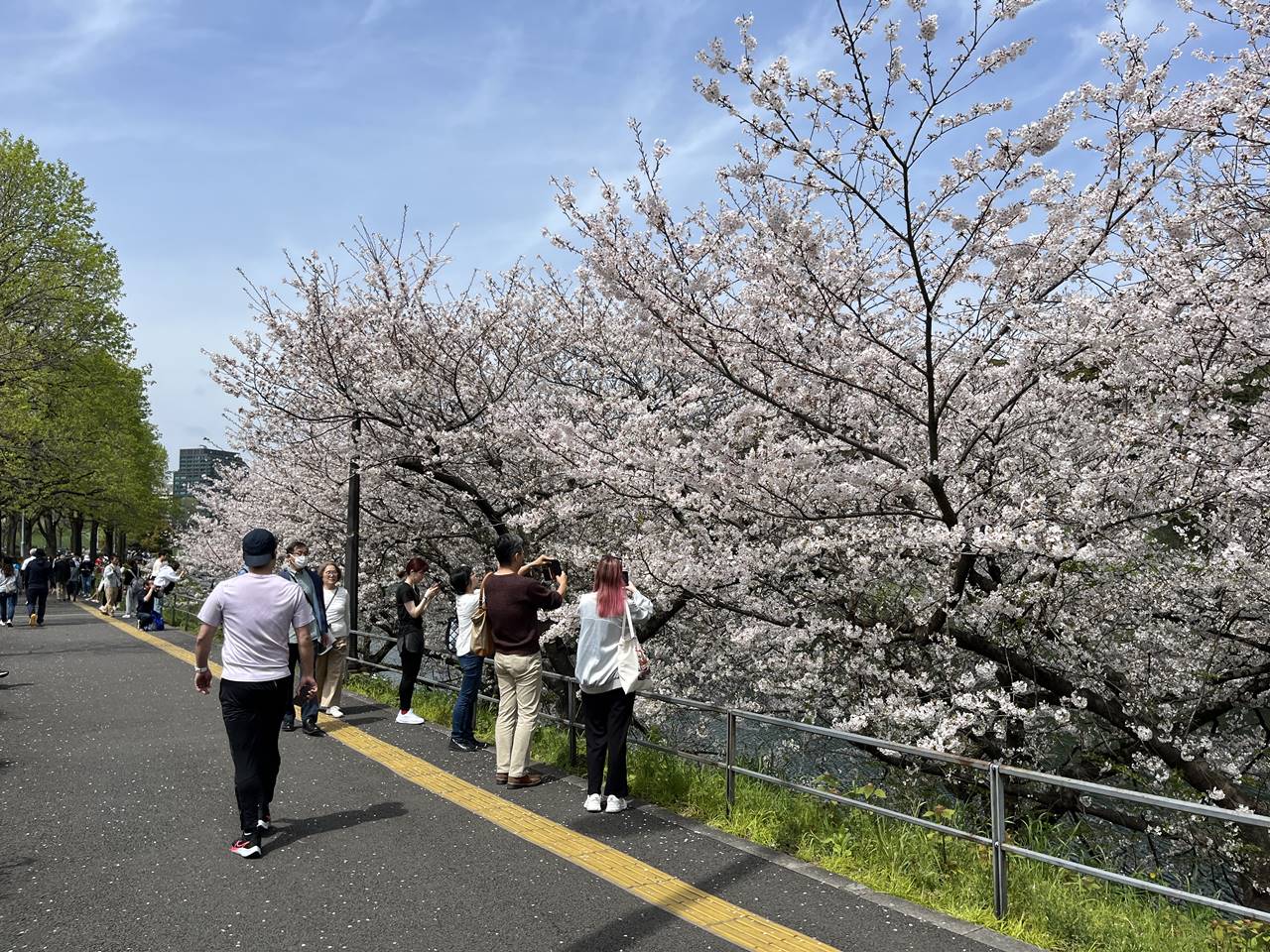 【東京】桜の名所 千鳥ヶ淵～上野公園・不忍池 お花見ハイキング