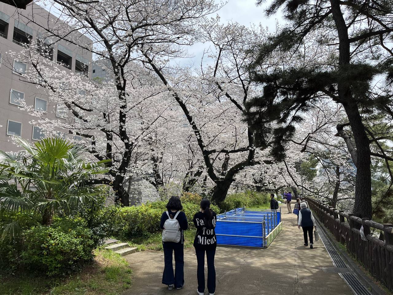 【東京】四ッ谷・ソフィア通りの桜