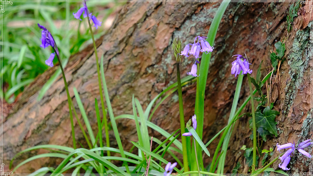 Spring Woodland Bluebells Kent