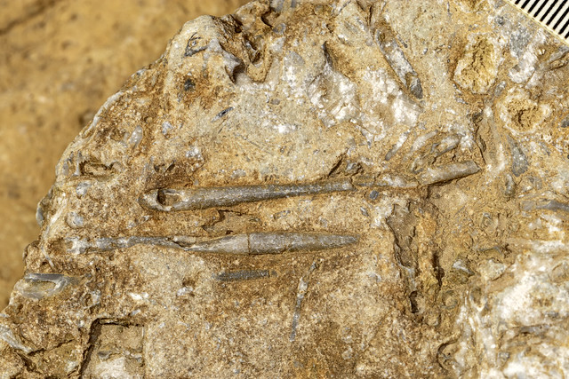 Echinoid fossil, Catheys-Leipers Limestone, Jackson County, Tennessee