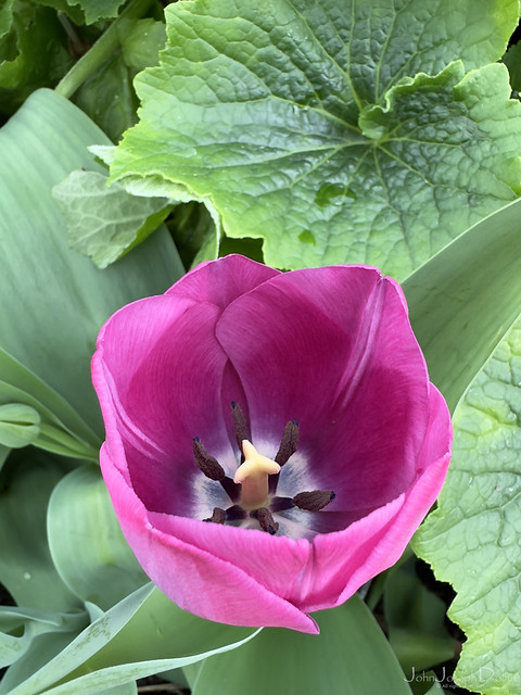 tulip 2 | temple newsam | leeds