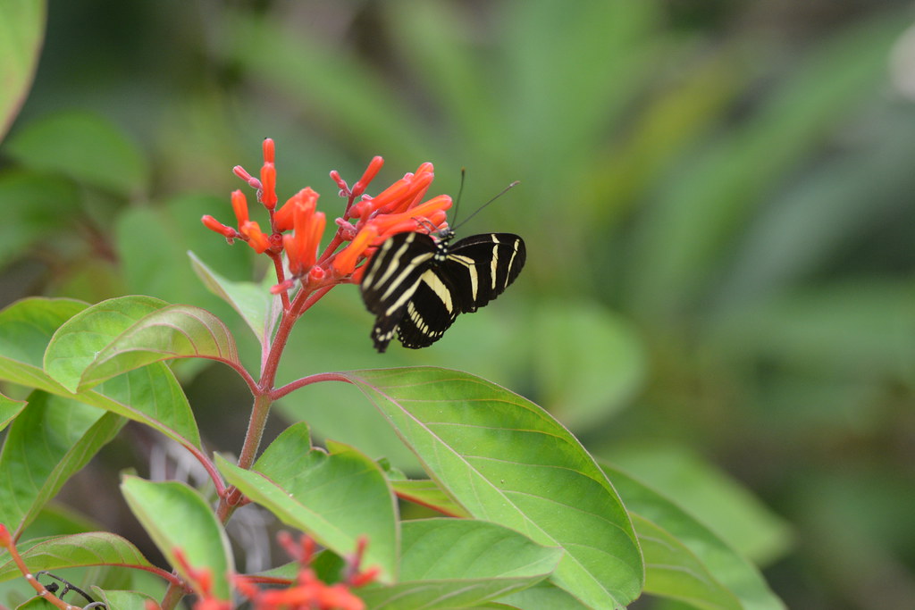 RED FIRE BUSH AND ZEBRA LONGWING BUTTERFLY
