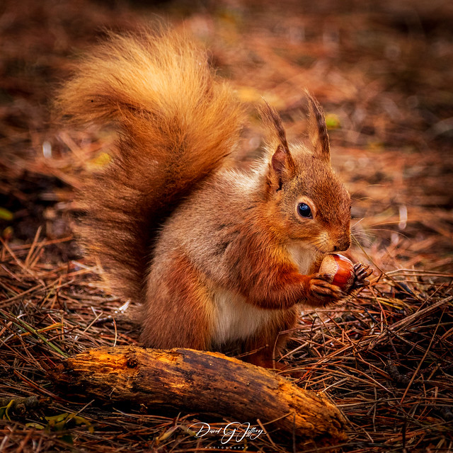 Red Squirrel with hazelnut, Brownsea Island.