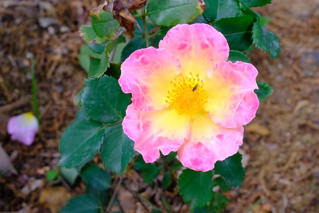 Garden Roses 06 04.07.24(1)