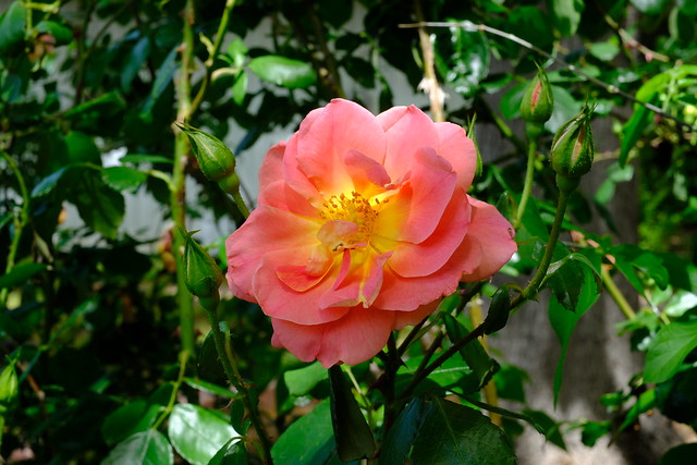 Garden Roses 04 04.07.24