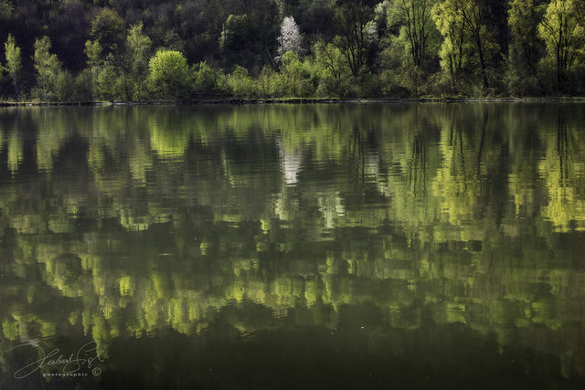 Reflection in new green - Spiegelung in Frühlingsgrün