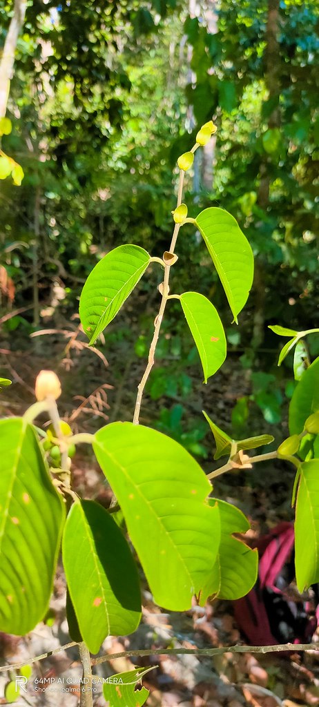 Anthoshorea assamica (Dyer) P.S.Ashton & J.Heck. | Kedah Sel… | Flickr