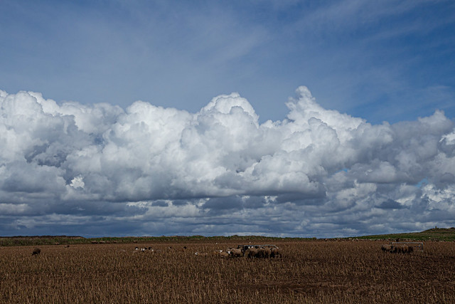 Cumulonimbus clouds, Marloes Sands (20240401 1507_2)